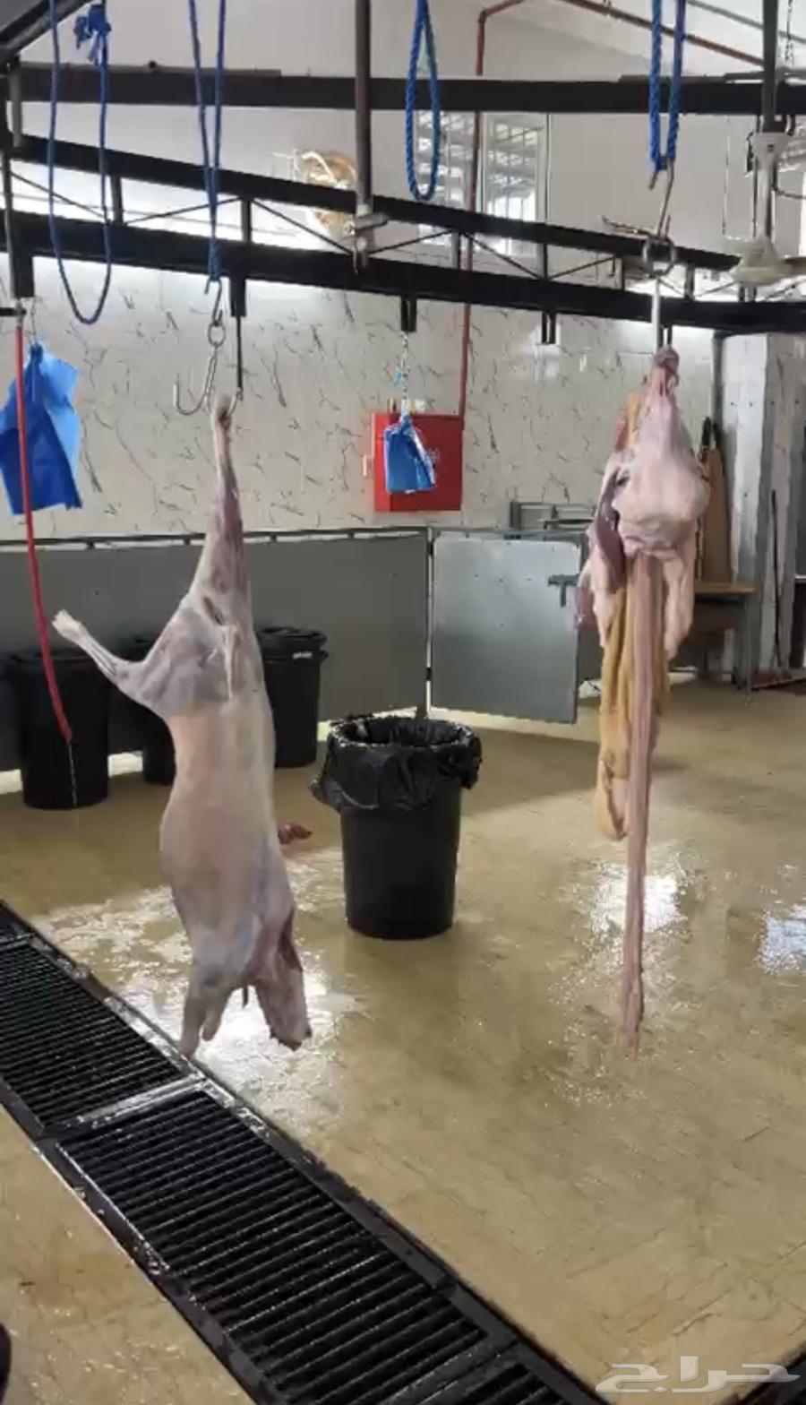 High-quality sheep and goats available64245493917057112