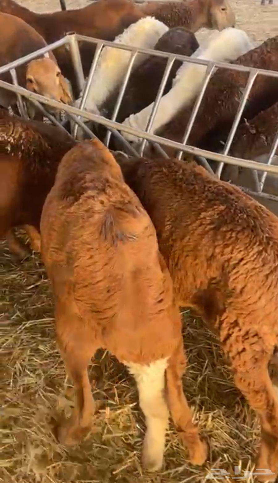 Sukakni Sheep64232992974978113