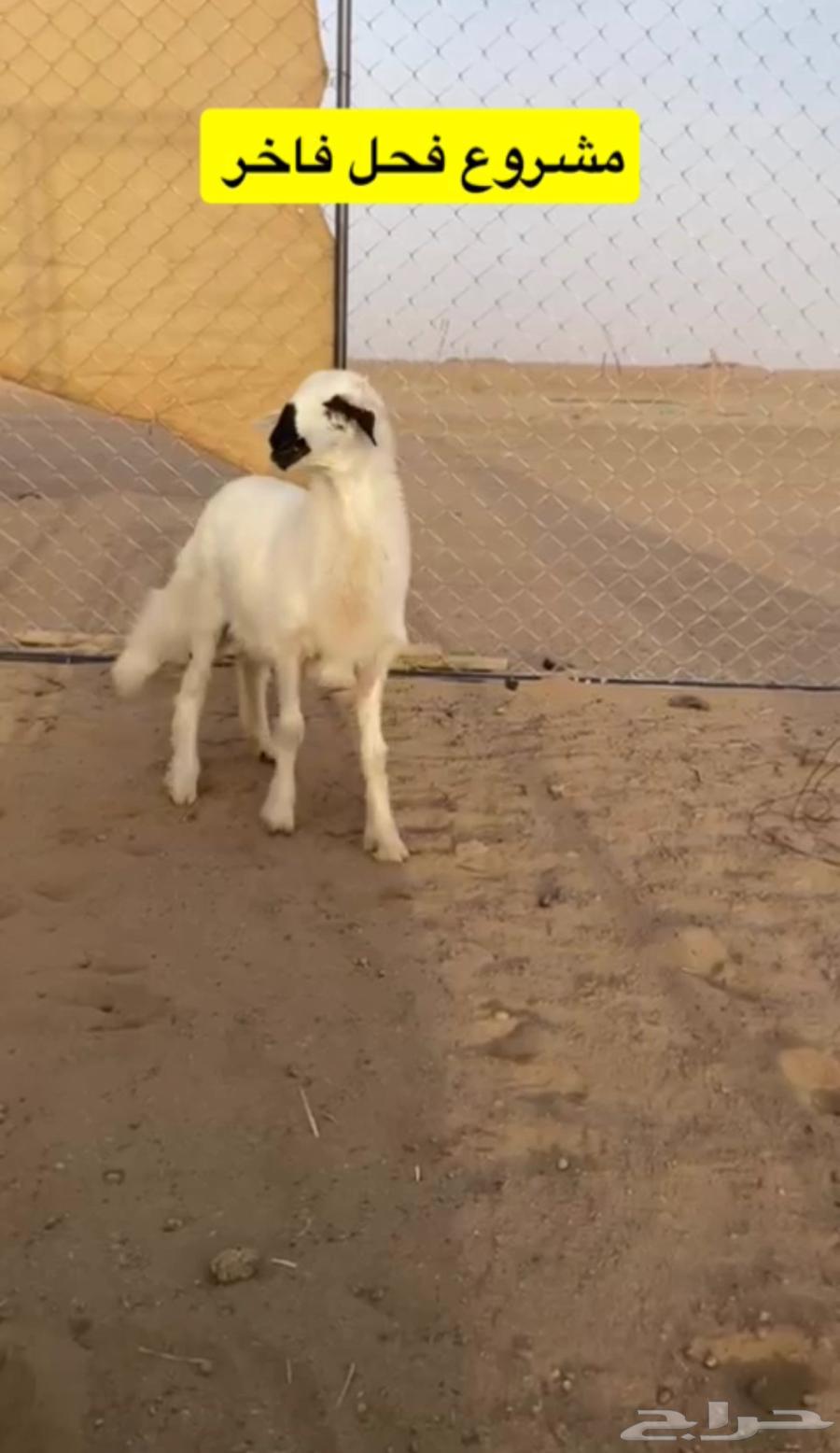 خرفان وتيوس كفو ومشروطه64237524094849111