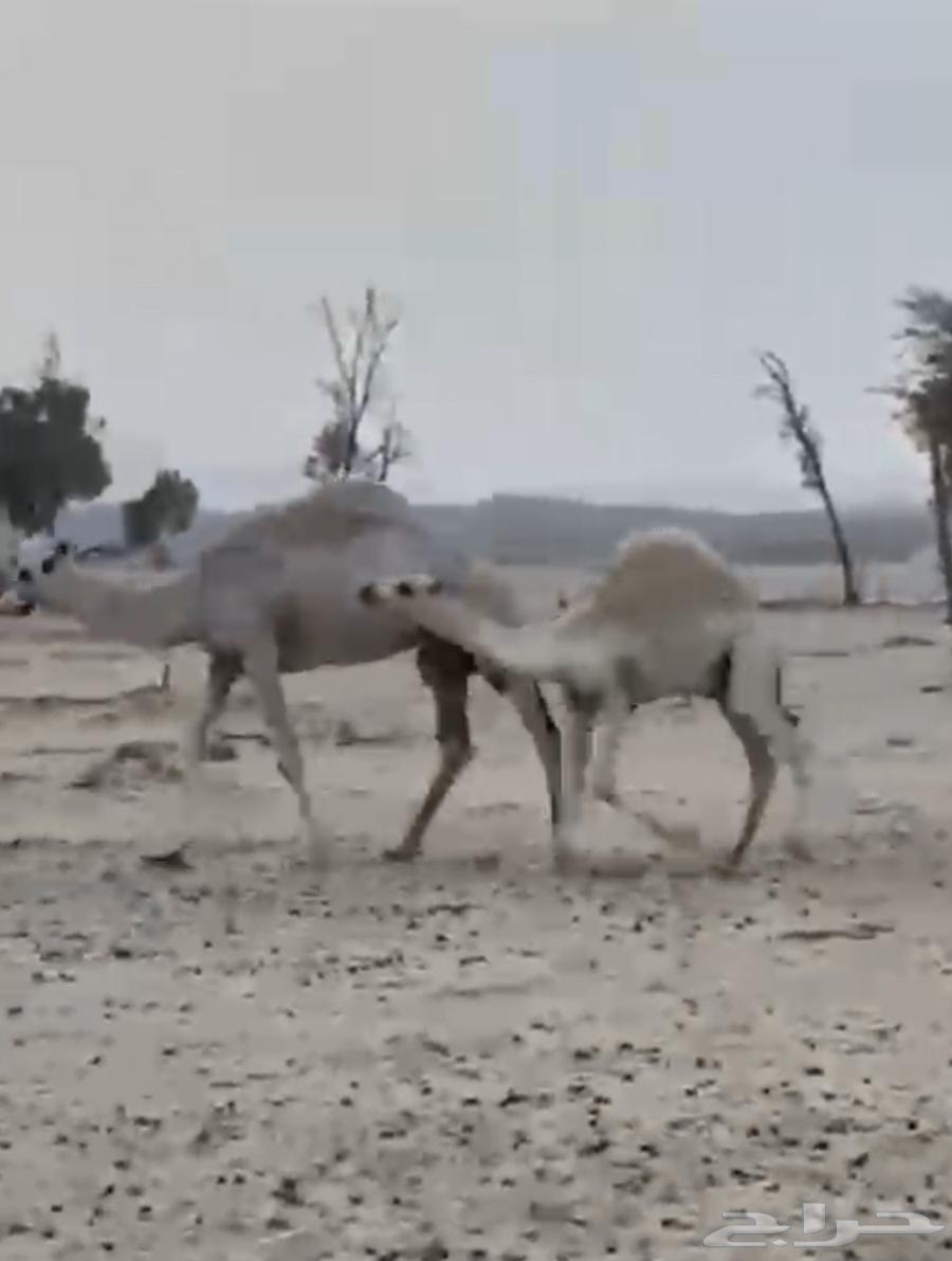 قعود للبيع كفو فل للبيع التواصل اتصال64253438996353110