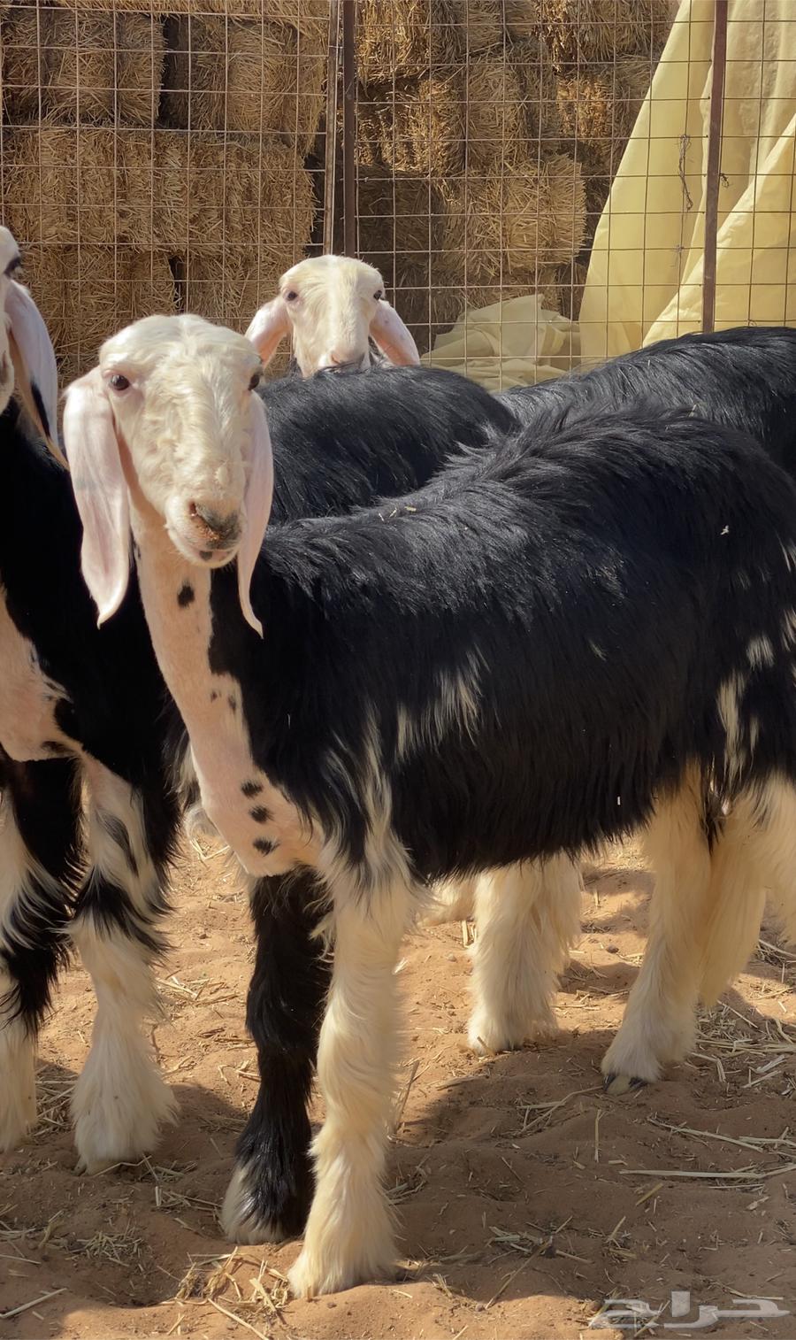 رخال نجد للبيع64241410609921111