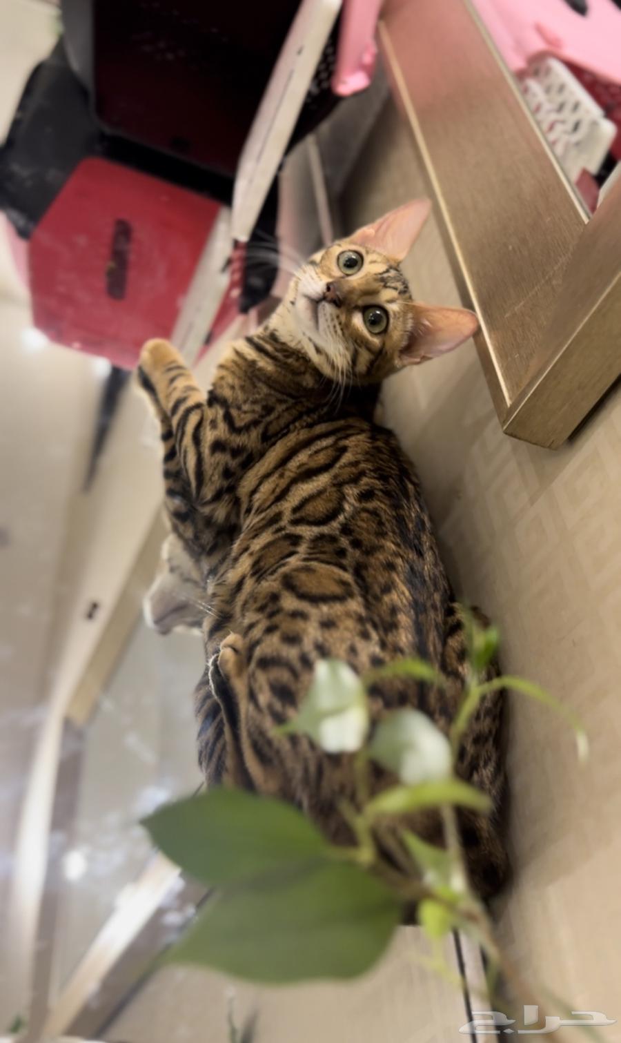 قطة بنغال مستوى قوي جدا ا للبيع64253148548609114