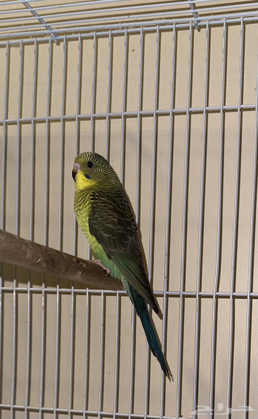 فرخ بادجي بلاك وينق64233334852483110