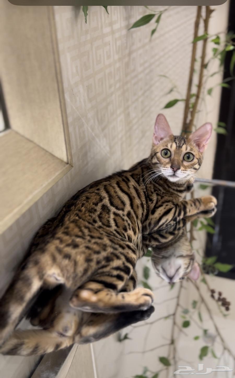 قطة بنغال مستوى قوي جدا ا للبيع64253148548609112