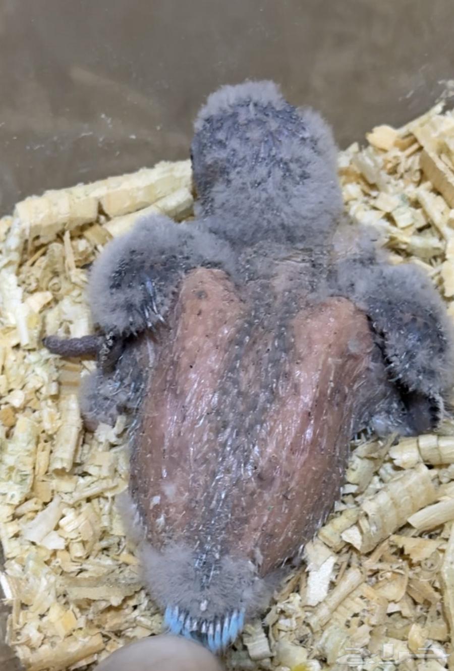 فروخ كويكر الراهب (( تم البيع )) تم البيع64233634775297111