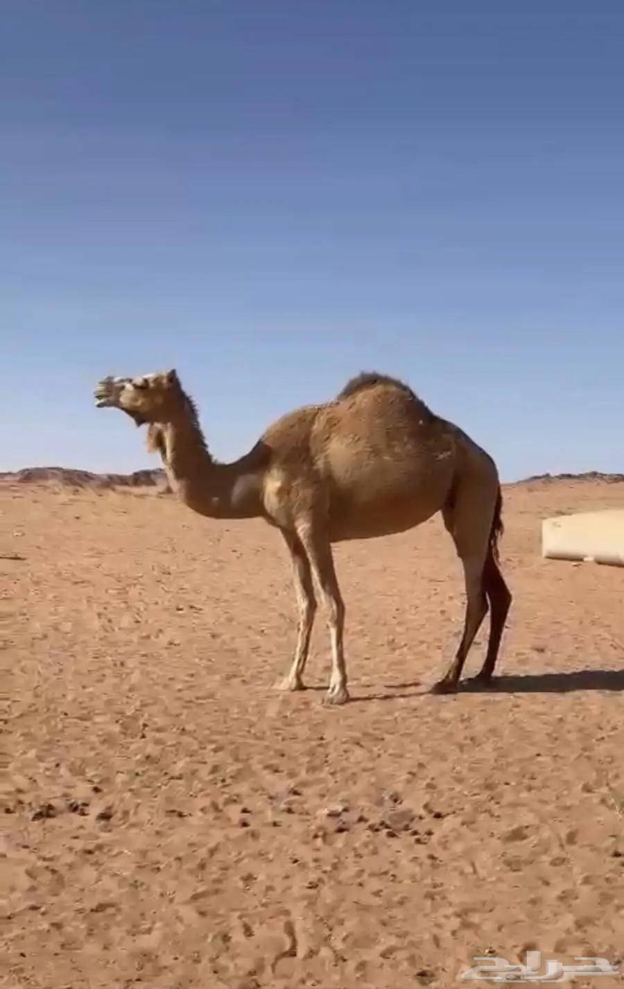 Camel for sale64242825944323110