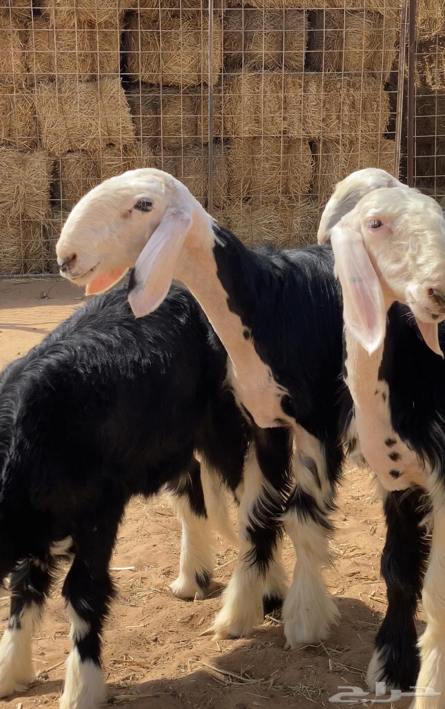 رخال نجد للبيع64241410609921110