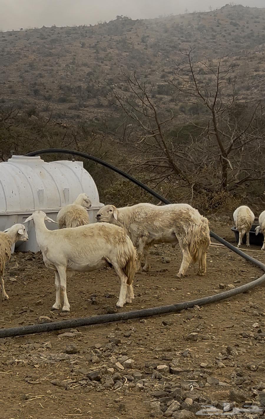 Sheep for sale64249424588033110