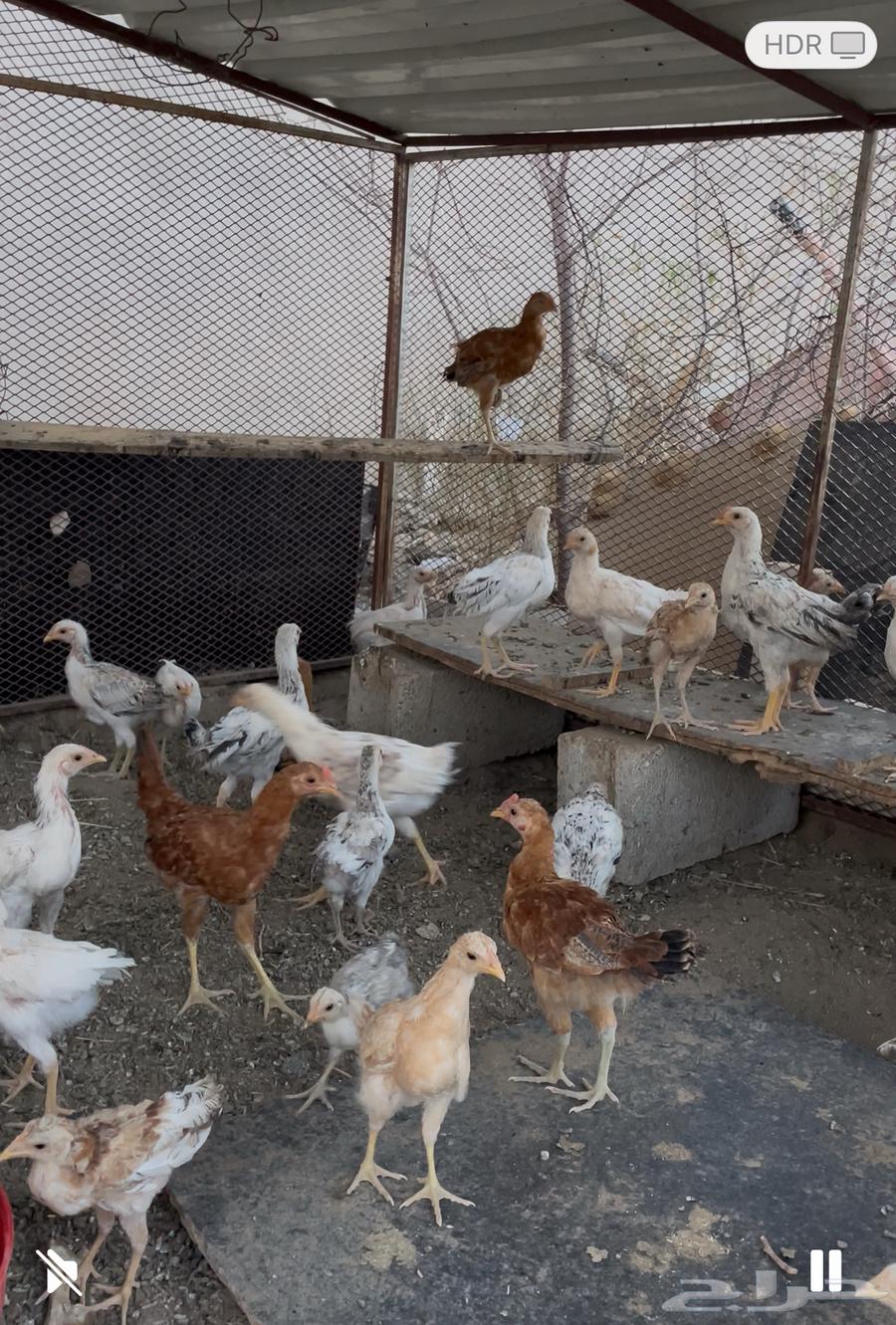 خيبر الجنوب64242456185345111