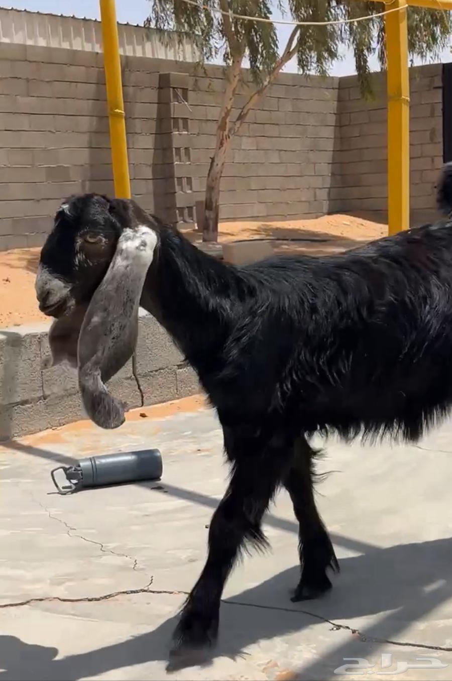 Temporary well64249629474819112