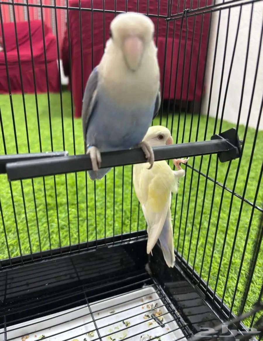 زوج روز اليف64236671091585110