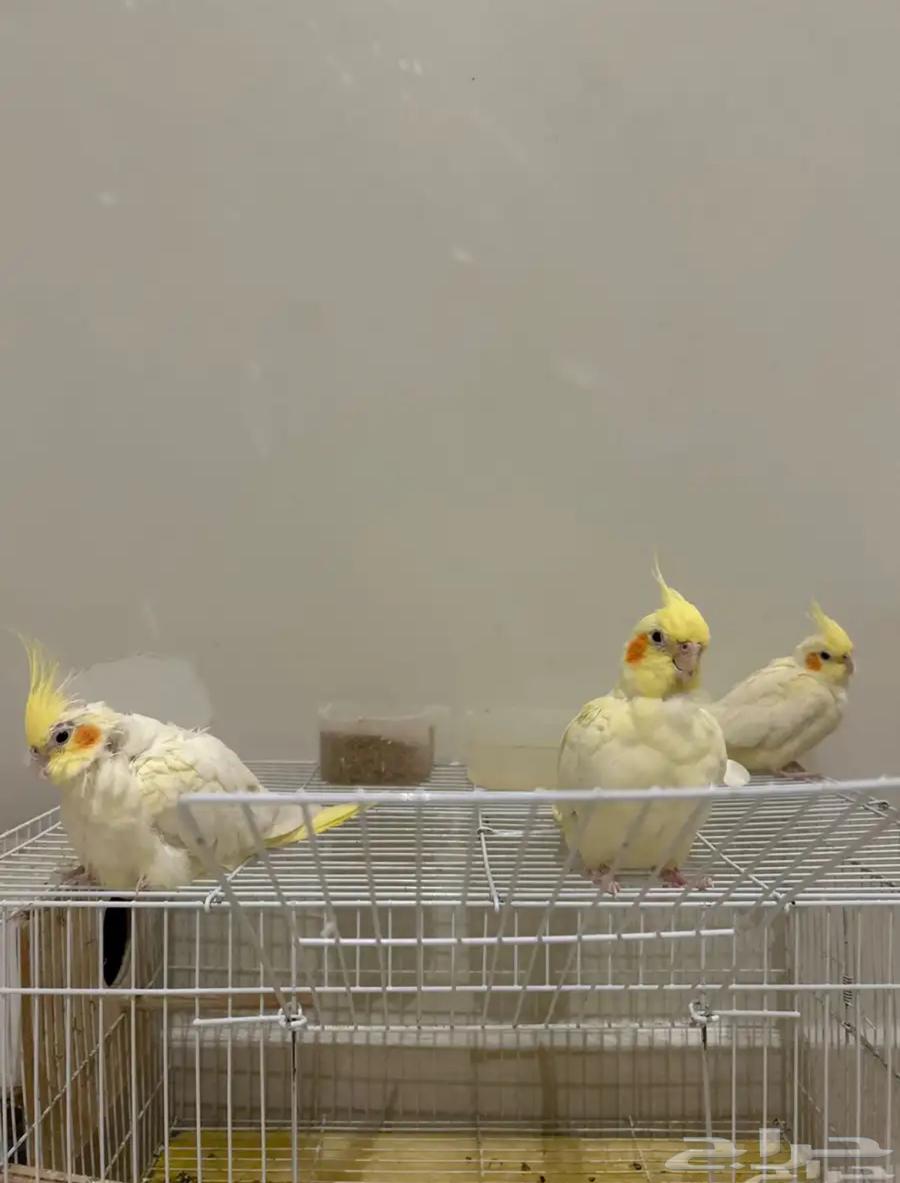 Krowan64234987491587110