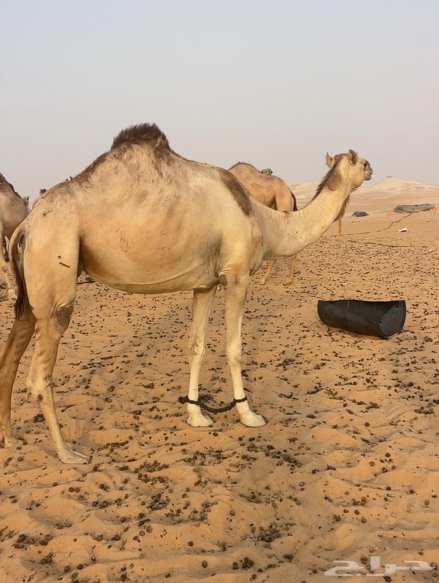 Purebred she-camel with internal breeding and a hybrid from Al-Shahaniyah64253900219778110
