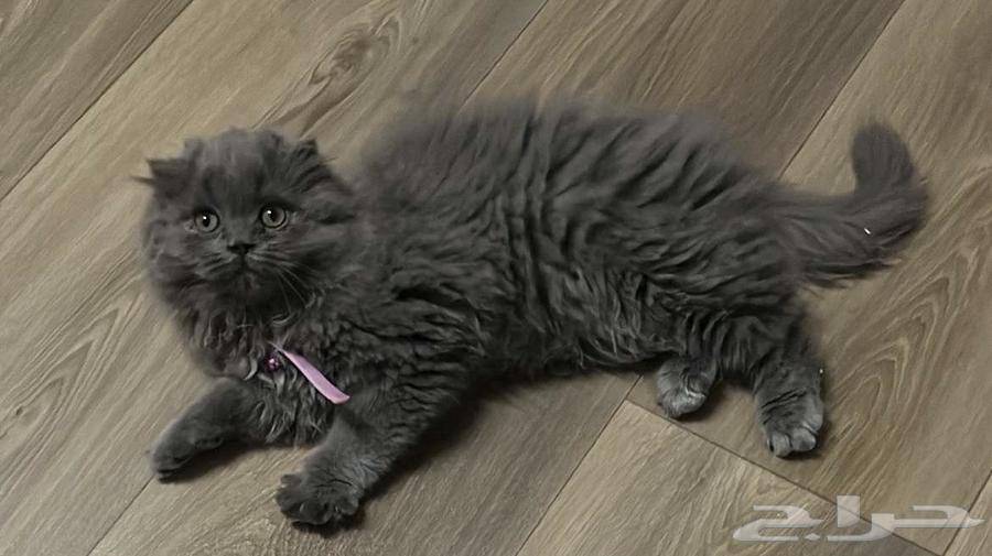 للبيع سكوتش انثى صغيره64240713448193111