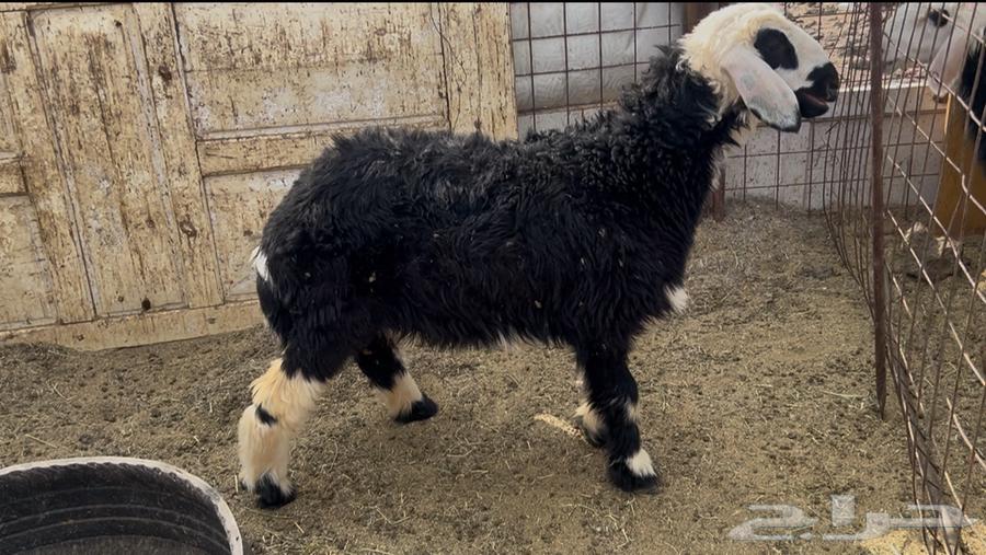 For sale, five-month-old Najdi she-camel with full fat64239031914371110