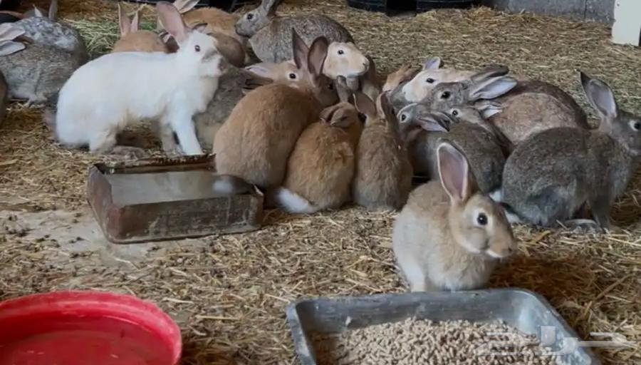 Rabbits for sale suitable for eating and breeding, 3 are productive and the rest will be ready in 4 months64255252734723110