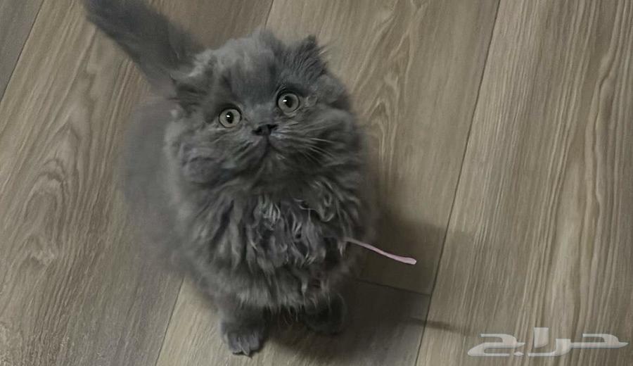 للبيع سكوتش انثى صغيره64240713448193112