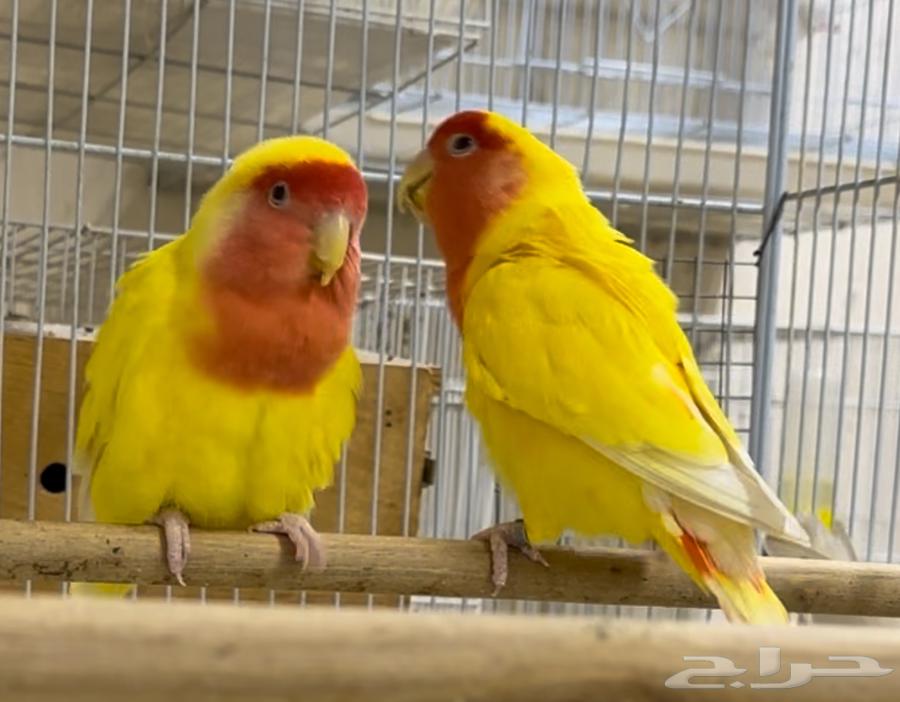 للبيع زوج روز لونق فيذر لاتينو رد فيس دبابه64235176041730113