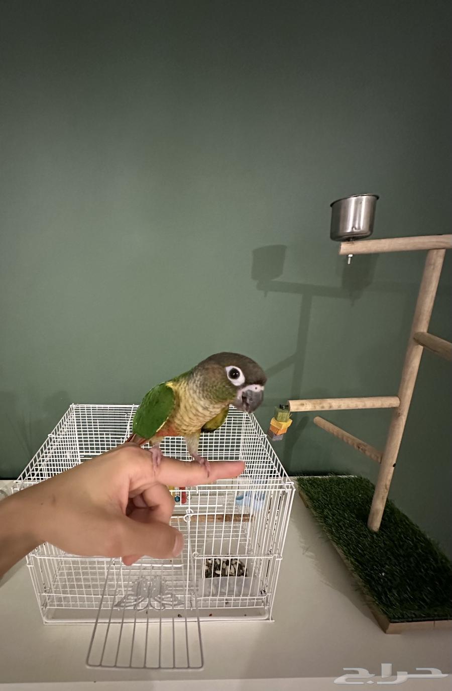 كنيور يلو سايد64246827022339110