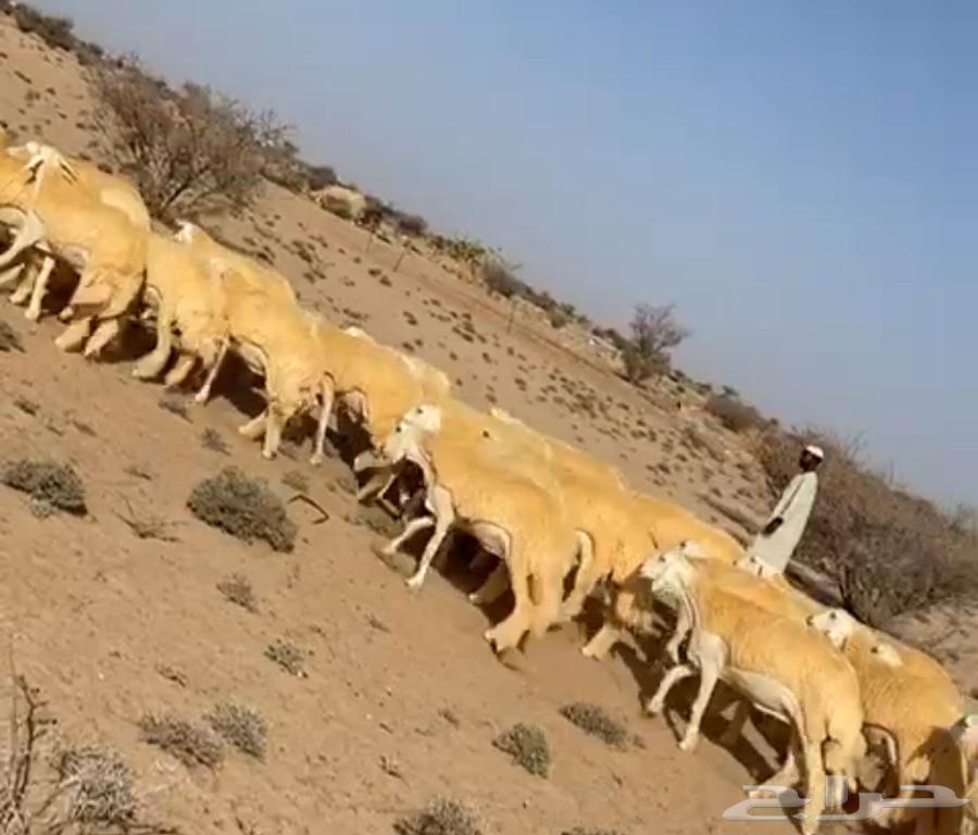 Sheep64235920956546112