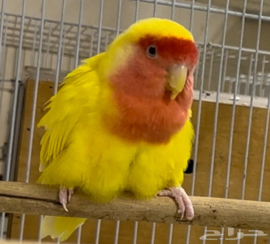 للبيع زوج روز لونق فيذر لاتينو رد فيس دبابه64235176041730112