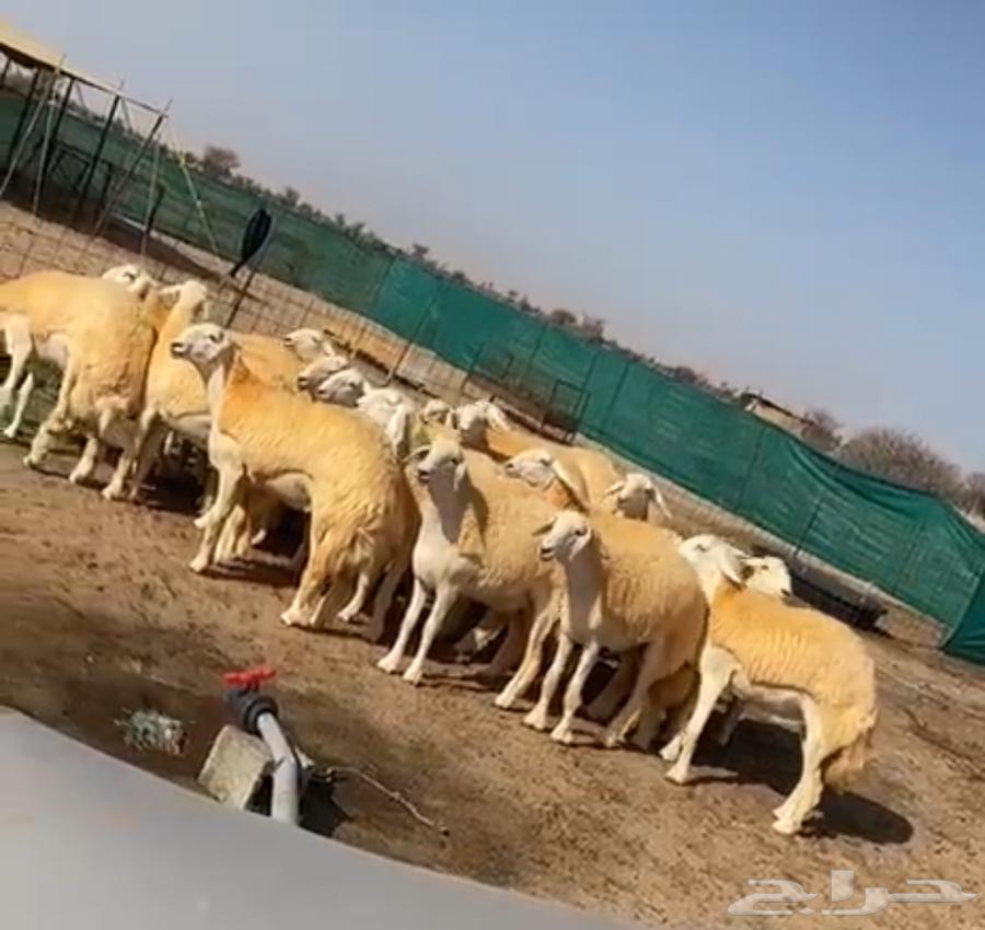 Sheep64235920956546110