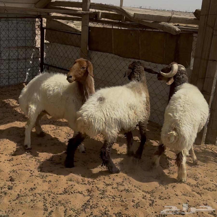 غنم نعيم ( تم البيع )64239684055555110