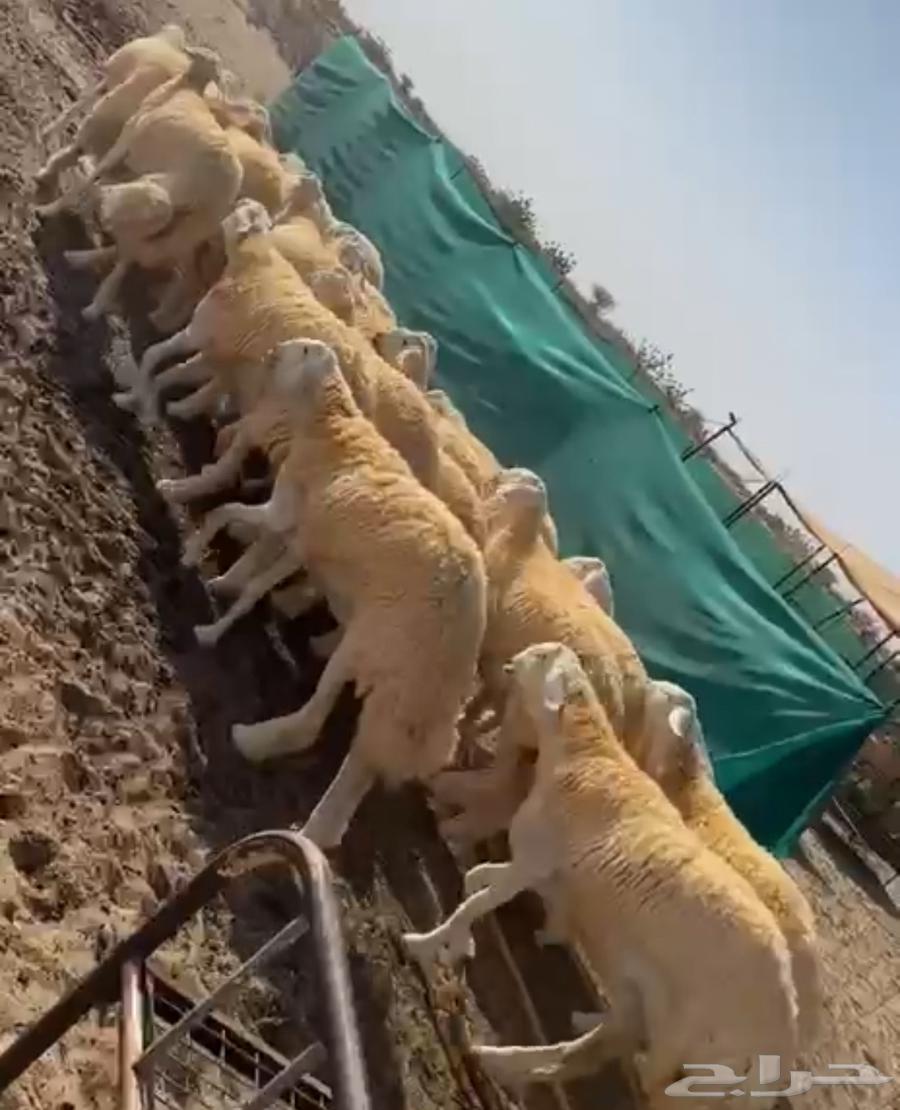 Sheep64235920956546111