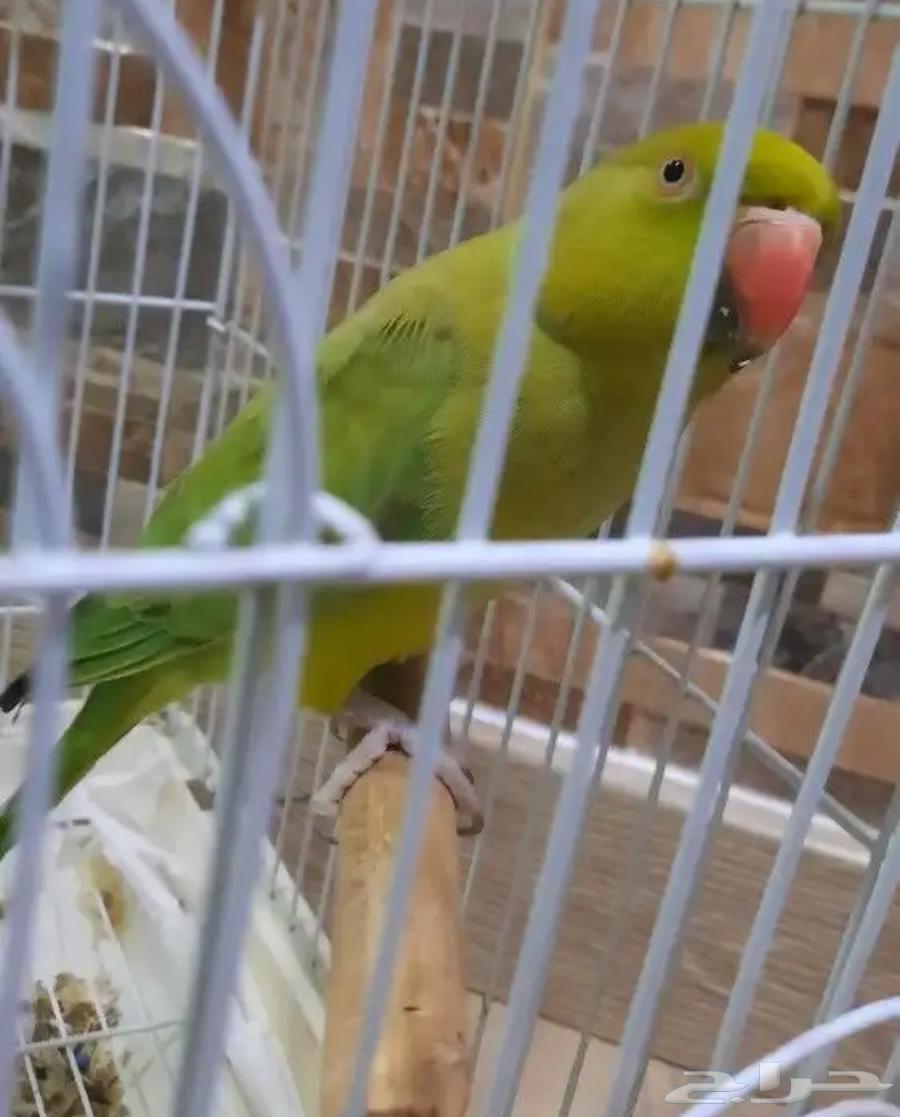 دره هنديه64265165977218114