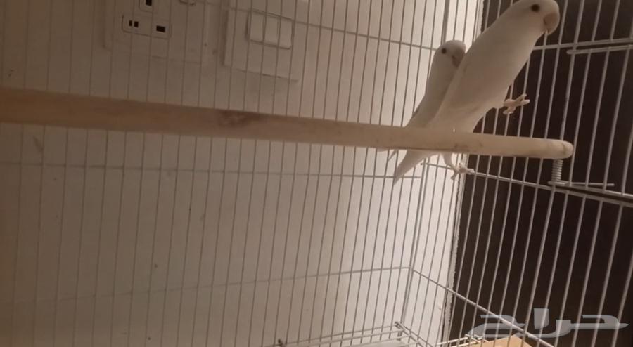 تم البيع64240879262465110