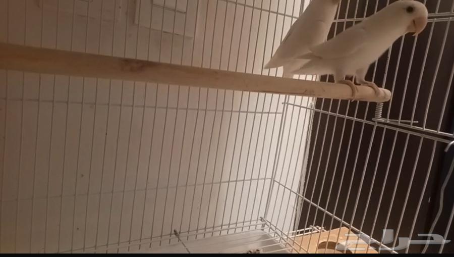 تم البيع64240879262465111