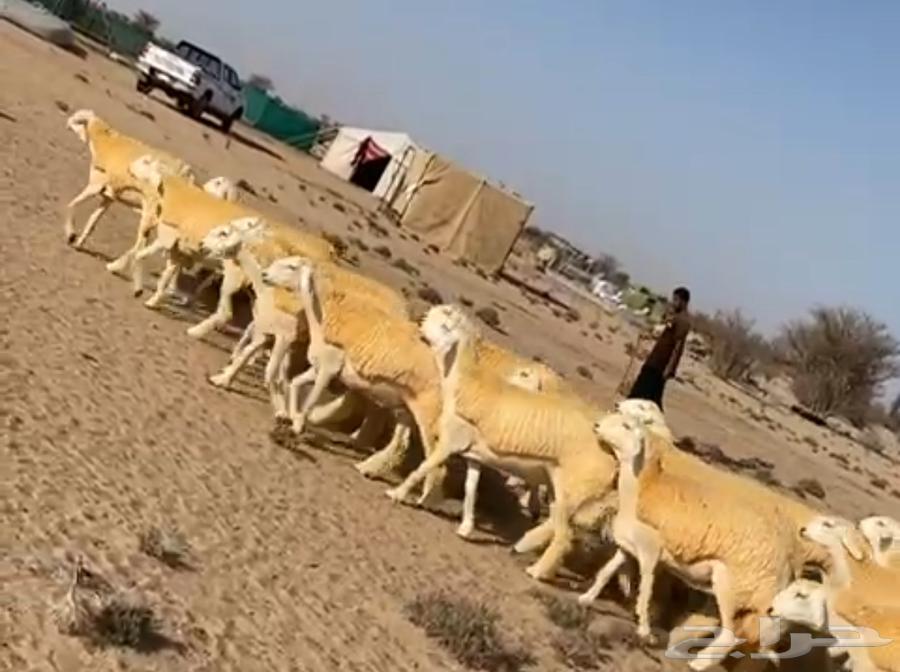 Sheep64235920956546113