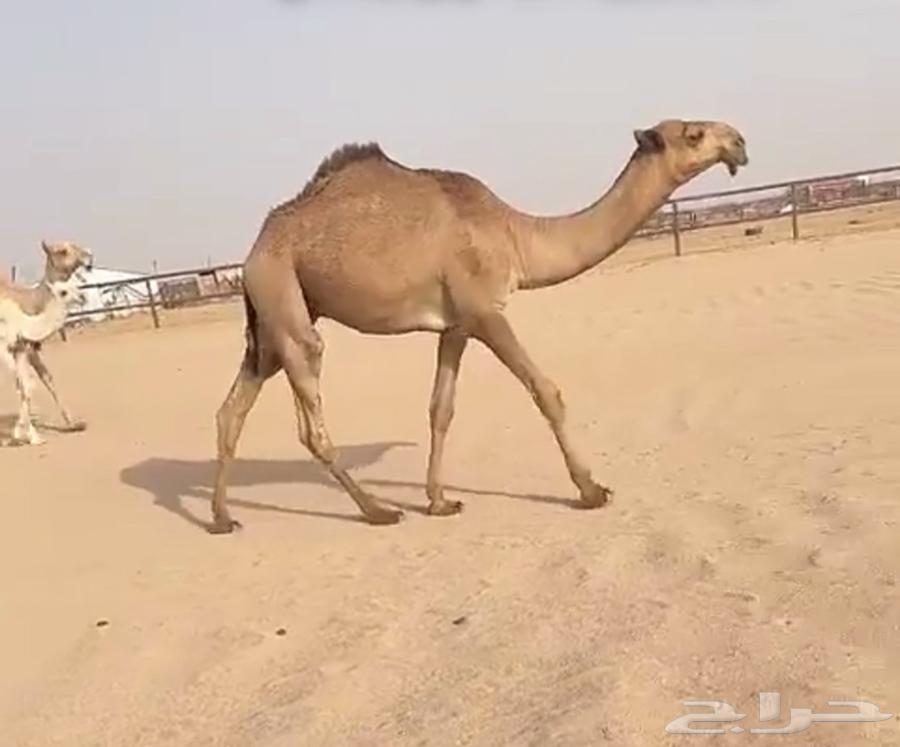 For sale, a camel calf64255970925057110