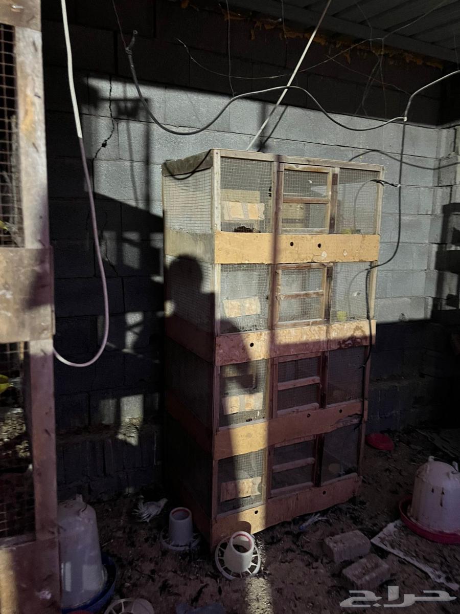 للبيع مسلتزمات دواجن64244076273538111