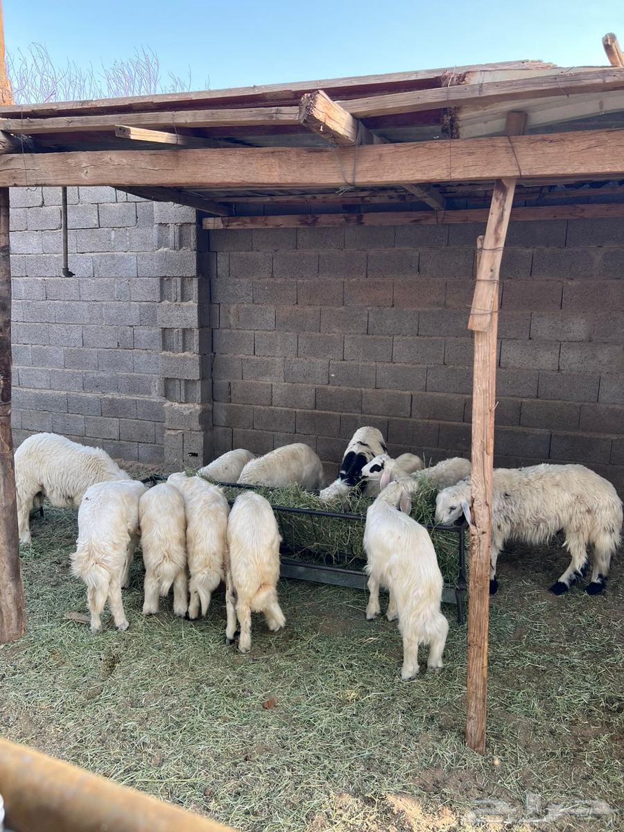 خرفان وتيوس كفو ومشروطه64237524094849112