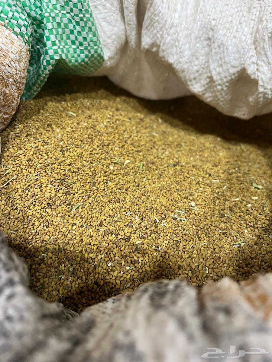 بذور برسيم حساوي64240548381699110