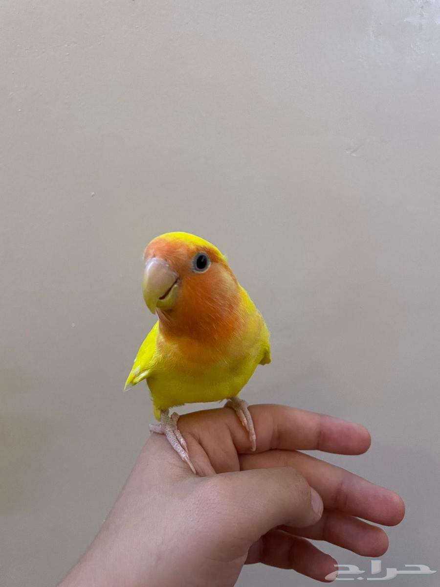 طير روز أليف وهدد64249244760449111