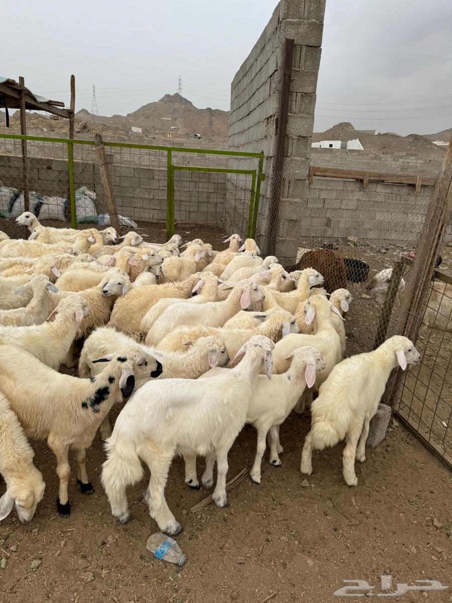 طليان ورخال حري بلدي شرط64251891157634114