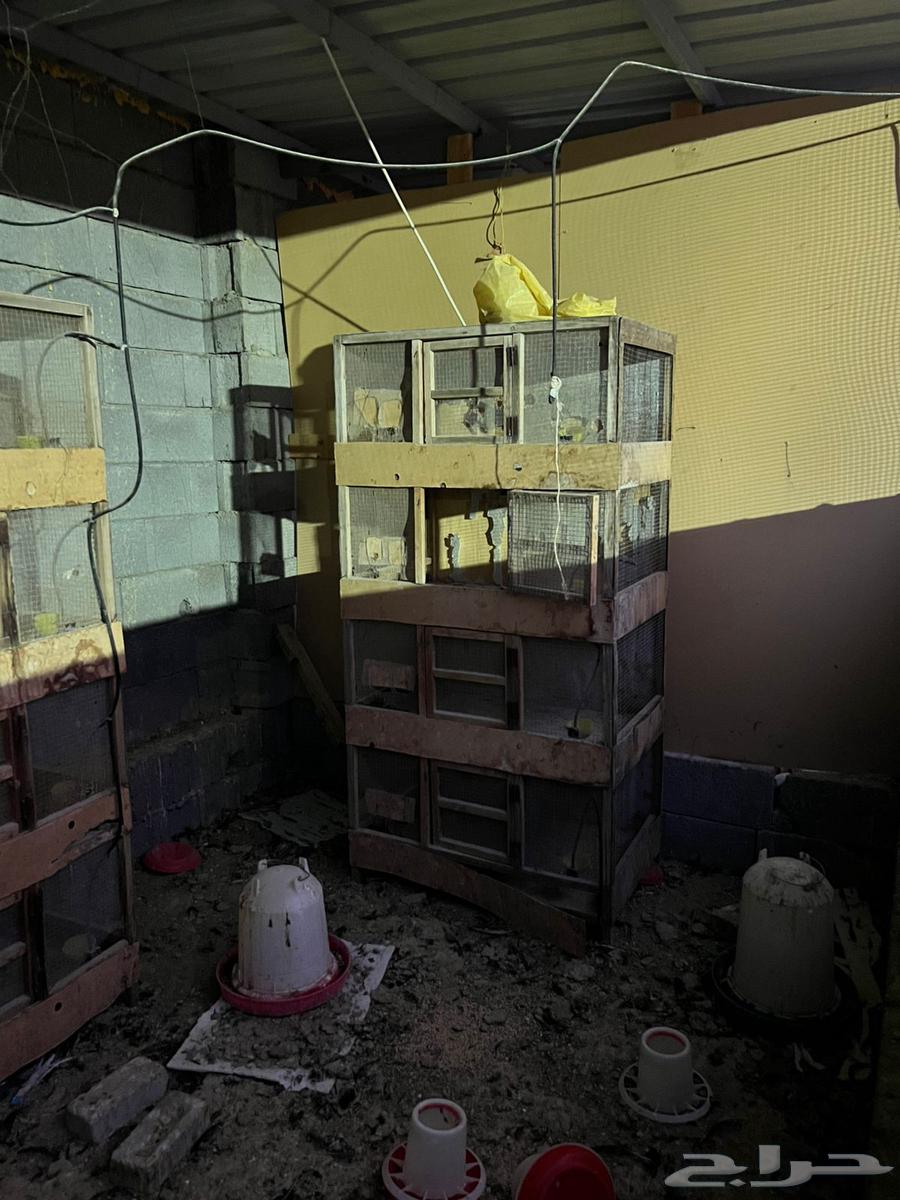 للبيع مسلتزمات دواجن64244076273538110