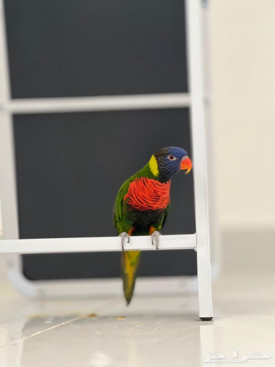 طير لوري ملون64242456271874110