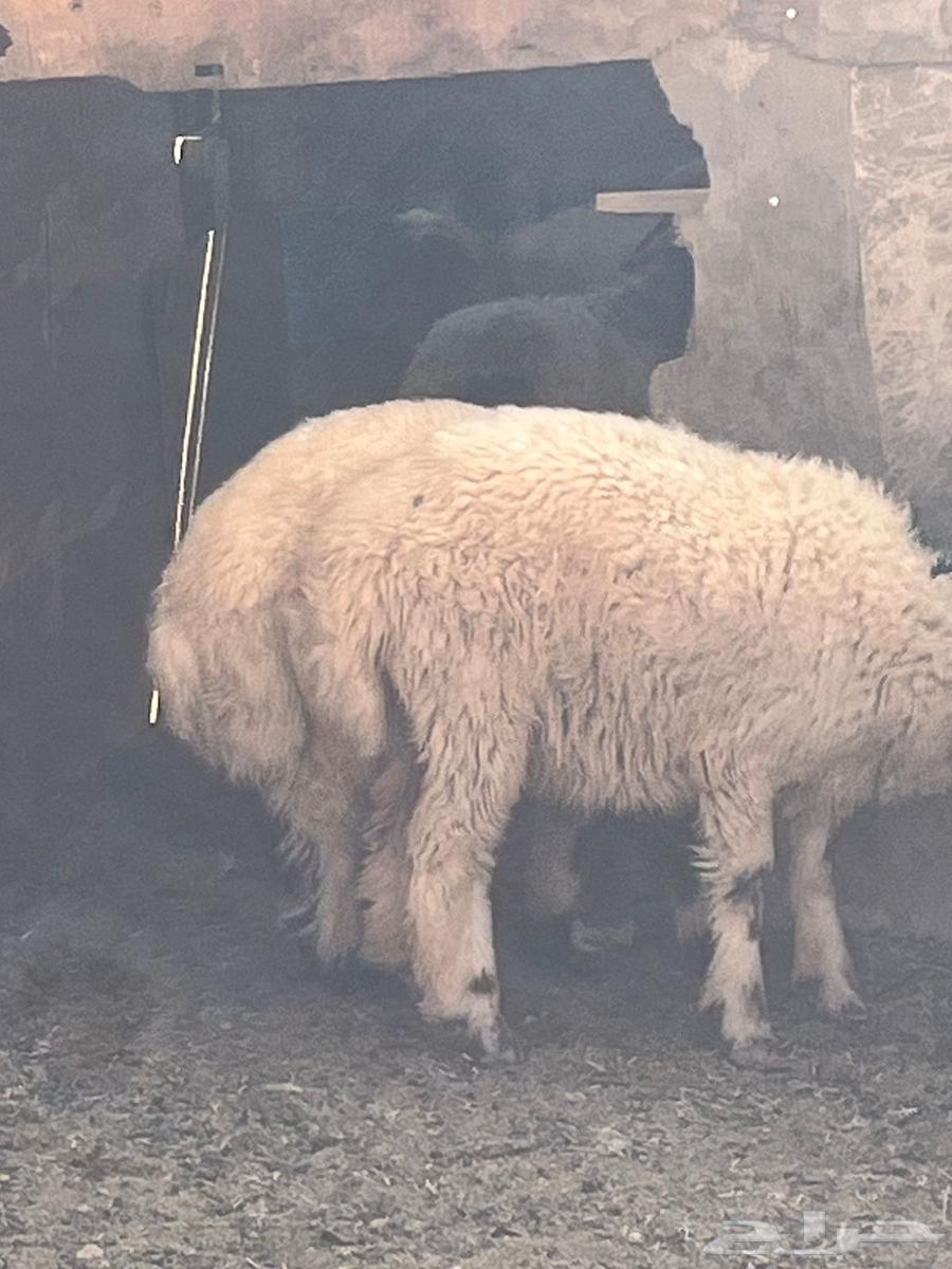 Harafi and Tamaeem sheep64238697946625114