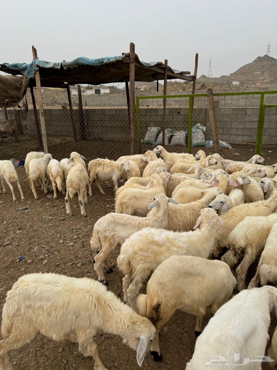 طليان ورخال حري بلدي شرط64251891157634112