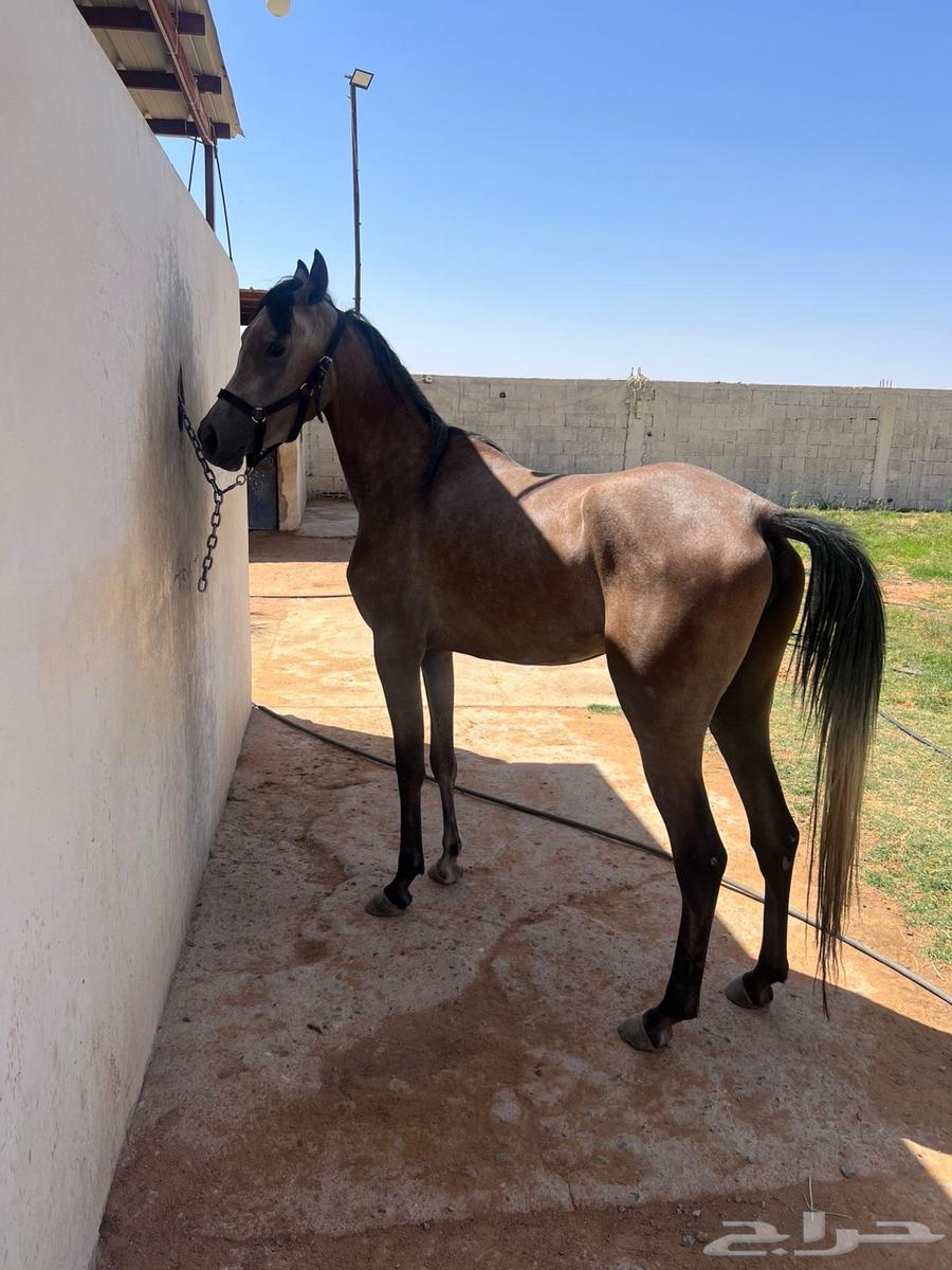 مهره واهو جمال64247343443715110