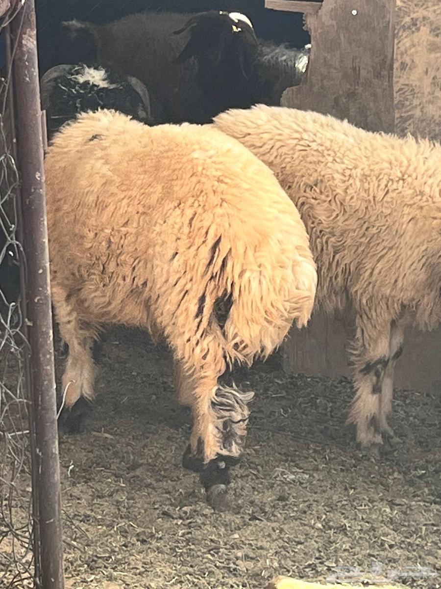 Harafi and Tamaeem sheep64238697946625111