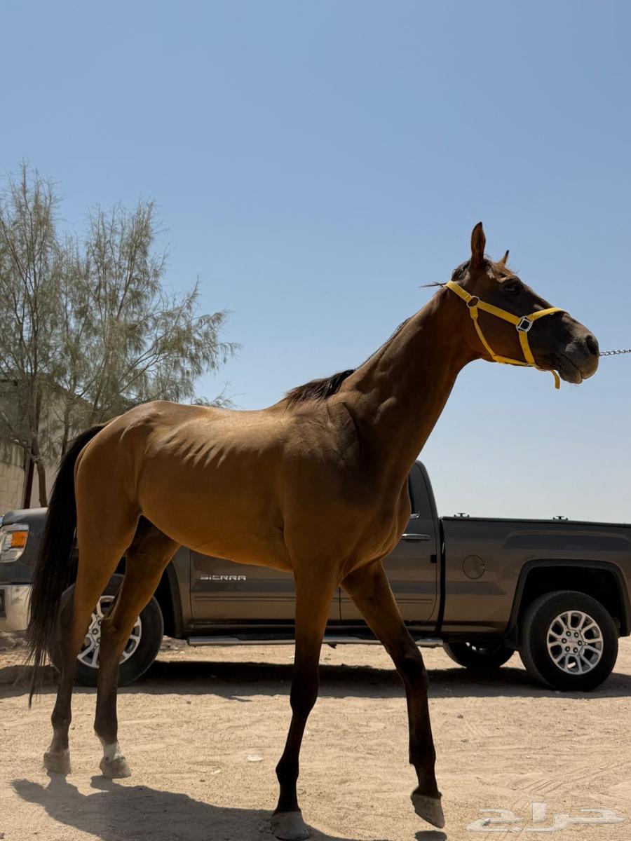 حصان انجليزي مسجل64239872578434112