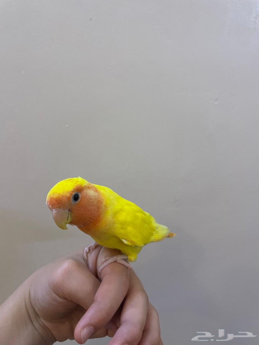 طير روز أليف وهدد64249244760449113