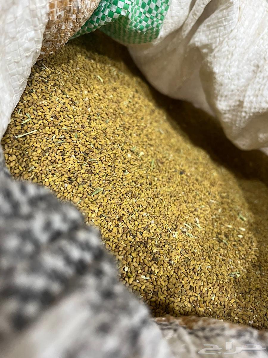 بذور برسيم حساوي64240548381699111