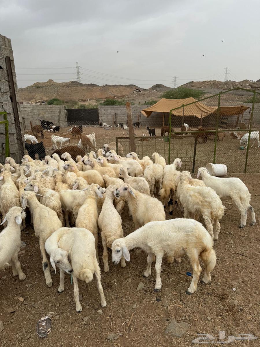 طليان ورخال حري بلدي شرط64251891157634111