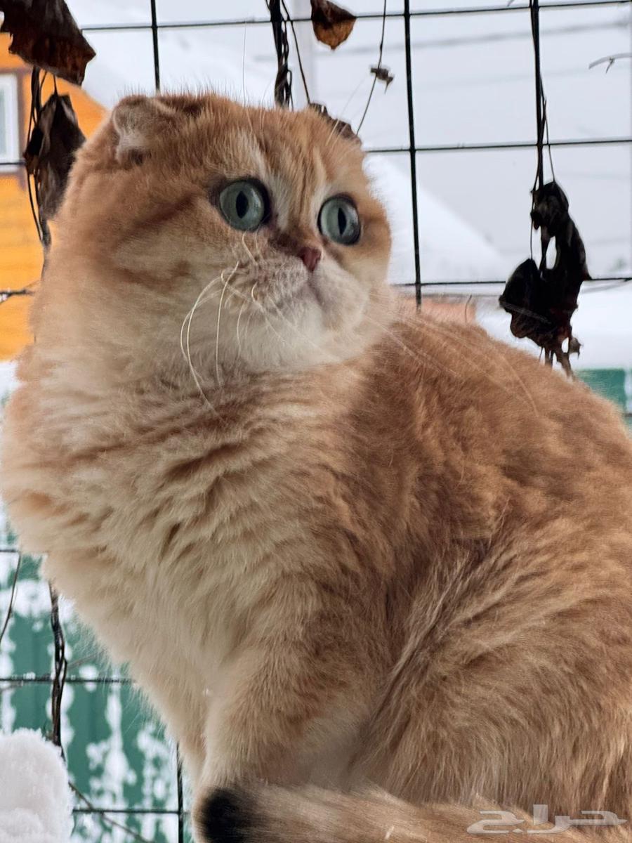 انثى سكوتش فولد ny12 مستوردة للبيع64255240842883110