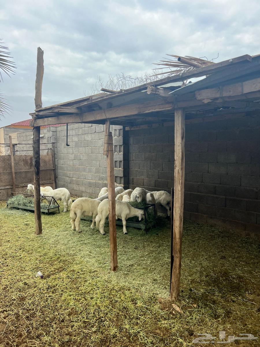 خرفان وتيوس كفو ومشروطه64237524094849110